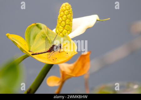 Nahaufnahme einer borealen Weißsteinfliege (Leucorrhinia borealis), die auf einer Wasserblume (Calla palustris) an der University of Alaska Fairb thront... Stockfoto