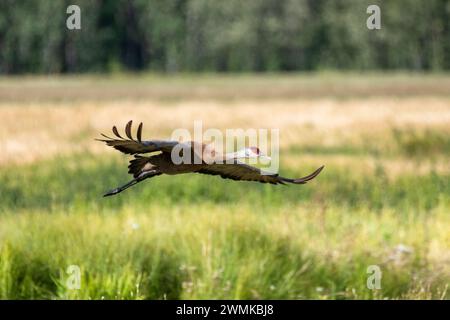 Sandhill Crane (Antigone canadensis), der tief über die offenen Felder eines Wasservogelschutzgebiets fliegt; Fairbanks, Alaska, Vereinigte Staaten von Amerika Stockfoto