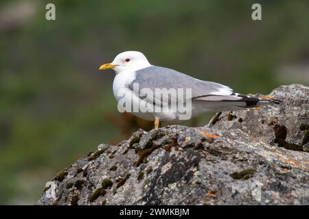 Kurzschnabelmöwe (Larus brachyrhynchus), früher Mew Gull, entlang des Savage River Loop Trail im Denali National Park, Alaska, USA Stockfoto