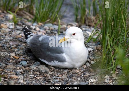 Kurzschnabelmöwe (Larus brachyrhynchus), früher Mew Gull, entlang des Savage River Loop Trail im Denali National Park, Alaska, USA Stockfoto