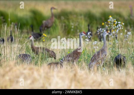 Sandhill Cranes (Antigone canadensis) und Wildblumen in einem Wasservogelschutzgebiet; Fairbanks, Alaska, Vereinigte staaten von Amerika Stockfoto
