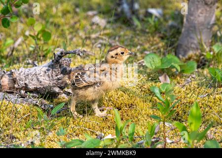 Willow Ptarmigan (Lagopus lagopus) Chick, State Bird of Alaska, steht auf moosigem Boden entlang des Savage River Loop Trail im Denali National Park Stockfoto