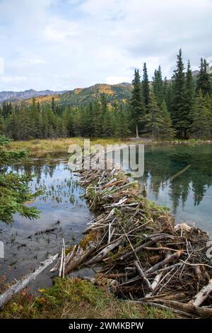 Beaver Damm am Ausfluss des Horseshoe Lake im Denali National Park, Alaska, USA; Alaska, USA Stockfoto