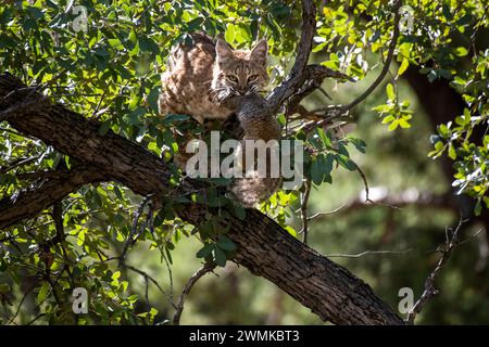 Bobcat (Lynx rufus) auf einem Ast mit einem gefangenen Eichhörnchen im Mund Stockfoto