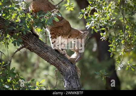 Bobcat (Lynx rufus) auf einem Ast mit einem gefangenen Eichhörnchen im Mund Stockfoto