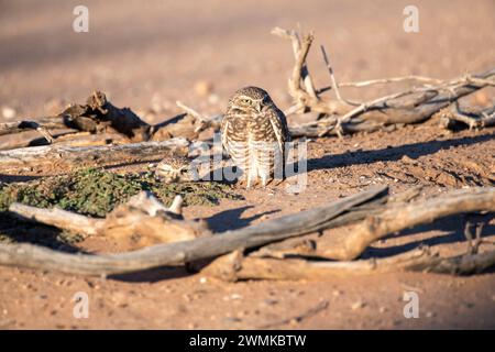 Zwei Grabeizen (Athene cunicularia) in ihrem Nestgraben in Casa Grande, Arizona, USA; Arizona, USA Stockfoto