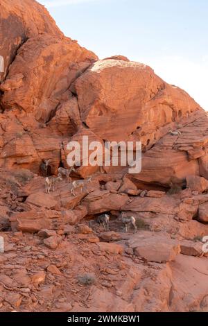 Eine Gruppe von Dickhornschafen aus der Wüste (Ovis canadensis nelsoni) streift durch die roten Klippen des Valley of Fire State Park; Nevada, Vereinigte Staaten von Amerika Stockfoto