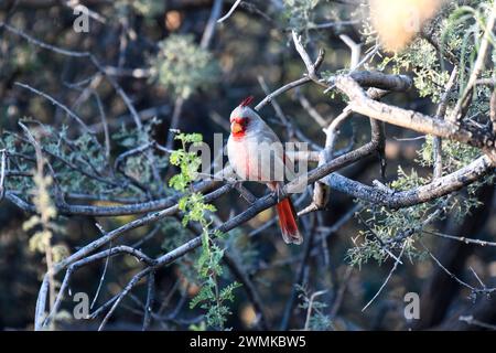 Bunte Pyrrhuloxia (Cardinalis sinuatus) in den Chiricahua Mountains im Südosten von Arizona, USA; Portal, Arizona, Vereinigte Staaten von Amerika Stockfoto