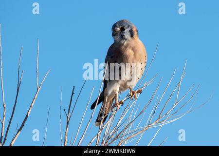 American Kestrel (Falco sparverius) thront auf einem blattlosen Sträucher vor einem hellblauen Himmel in Casa Grande, Arizona, USA Stockfoto