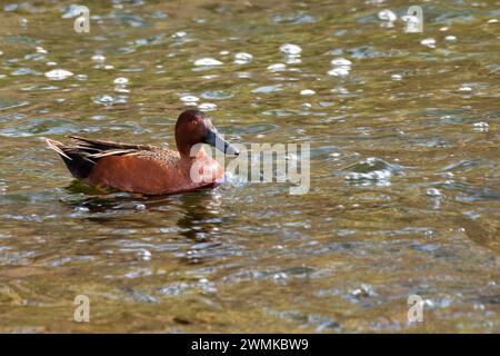Männlicher Cinnamon Teal (Anas cyanoptera) schwimmt in einem Bach am Wheat Ridge Greenbelt; Wheat Ridge, Colorado, Vereinigte Staaten von Amerika Stockfoto