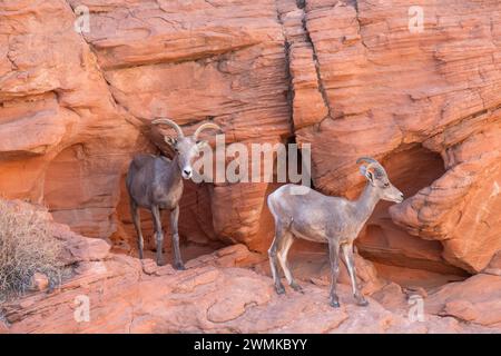 Wüsten-Bighorn (Ovis canadensis nelsoni) Schafe und Jungböcke in den roten Felswänden des Valley of Fire State Park, Nevada, USA: Nevada, USA ... Stockfoto