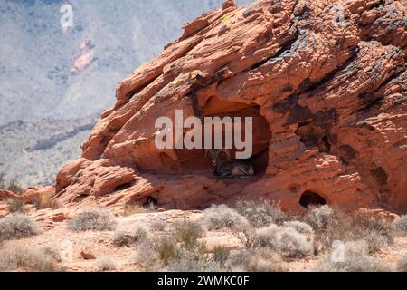 Großer Wüstenbock (Ovis canadensis nelsoni) im Schatten einer flachen Höhle in den roten Felswänden des Valley of Fire State Park, N... Stockfoto