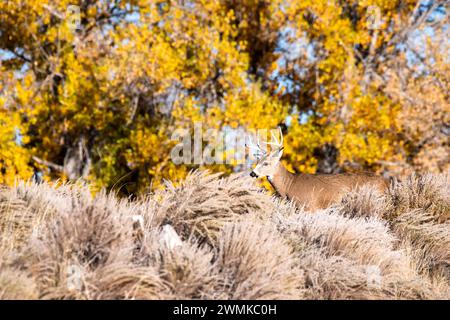 Wildschwanzhirsche (Odocoileus virginianus), umgeben von Herbstlaub im Rocky Mountain Arsenal National Wildlife Refuge, Color... Stockfoto