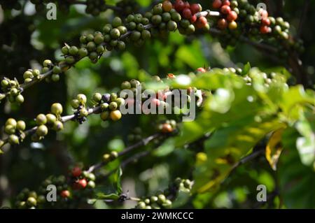 Kaffee auf dem Kaffeebaum während der Erntezeit im Inneren Brasiliens, schöne Konilon-Kaffeebohnen Stockfoto