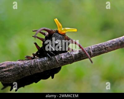 Pipevine schwalbenschwanzraupe (Battus philenor) schlägt eine konfrontative Pose Stockfoto