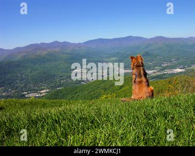 Collie Golden Retriever Mischhund sitzt auf einem grasbewachsenen Hügel mit Blick auf ein Tal und Berge Stockfoto