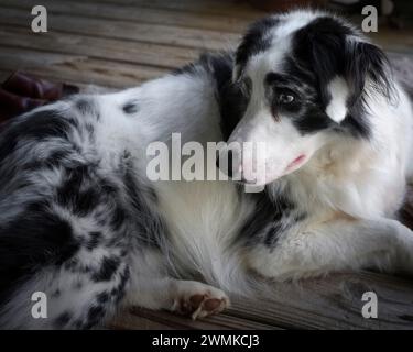 Der australische Schäferhund ruht zu Hause auf dem Boden Stockfoto