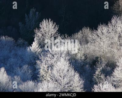 Frostige Bäume im Sonnenlicht und Schatten Stockfoto