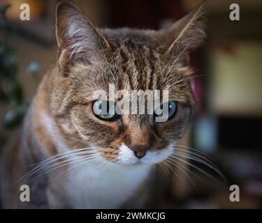 Nahaufnahme einer Tabby-Katze, die starrt Stockfoto