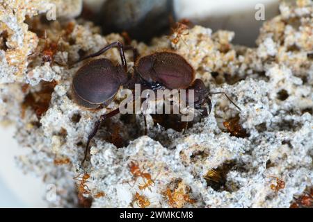 Königin Blattschneider Ameise im Pilz. Stockfoto