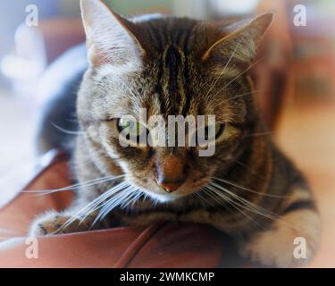 Nahporträt einer Tabby-Katze Stockfoto