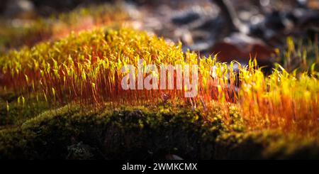 Nahaufnahme der roten und gelben Vegetation, die aus Moos auf dem Waldboden wächst Stockfoto