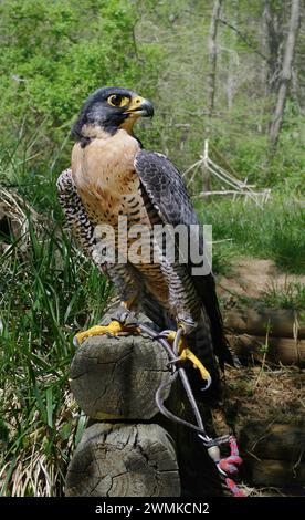 Der Falco peregrinus (Falco peregrinus) liegt auf einem Holz aus der Landschaft; Asheville, North Carolina, Vereinigte Staaten von Amerika Stockfoto