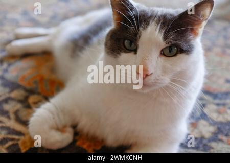 Porträt einer grauen und weißen Katze, die zu Hause auf einem Teppich liegt Stockfoto