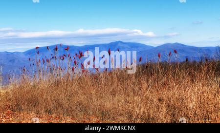 Rote Türme des Staghorn Sumac (Rhus typhina) leuchten auf einem blauen Gebirgszug; Fairview, North Carolina, Vereinigte Staaten von Amerika Stockfoto