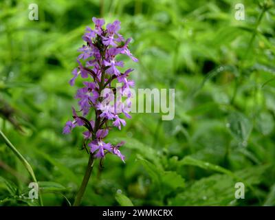 Kleine lila gesäumte Orchideenblüte (Platanthera Psycodes); North Carolina, Vereinigte Staaten von Amerika Stockfoto