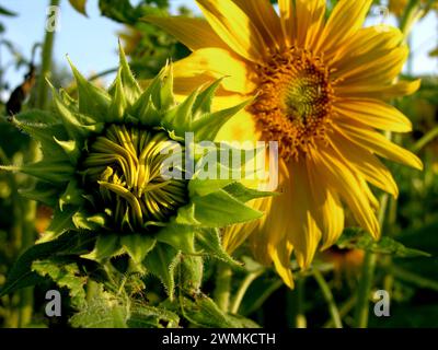 Nahaufnahme einer Sonnenblumenknospe und einer Blüte (Helianthus); Asheville, North Carolina, Vereinigte Staaten von Amerika Stockfoto