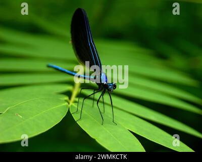 Nahaufnahme einer blauen Libelle auf einem Baumblatt Stockfoto