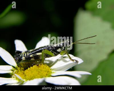 Heuschrecke auf ein Gänseblümchen Stockfoto
