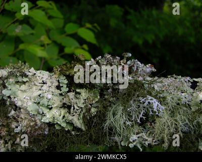 Moos und Flechten wachsen aus Holz Stockfoto