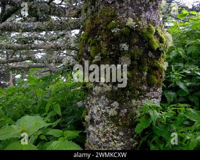 Moose und Flechten wachsen aus Holz Stockfoto