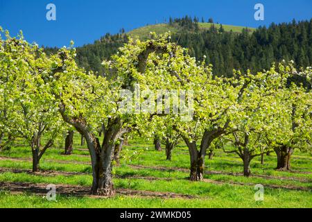 Birnengarten in voller Blüte, Hood River County, Oregon Stockfoto