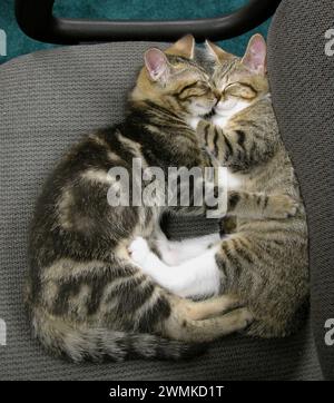Zwei ältere Tabby-Kätzchen, die auf einem Stuhl schlafen, scheinen sich zu umarmen und zu küssen; Fairview, North Carolina, Vereinigte Staaten von Amerika Stockfoto