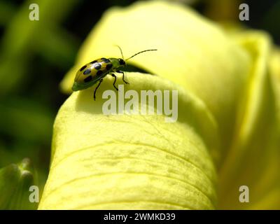 Gurkenkäfer (Diabrotica undecimpunctata howardii) auf einer Lilie; North Carolina, Vereinigte Staaten von Amerika Stockfoto