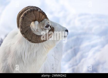 Dall-Schafe (Ovis dalli) Widder mit großen Hörnern im Schnee; Alaska, Vereinigte Staaten von Amerika Stockfoto