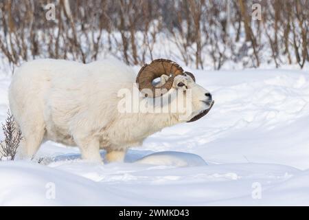 Dall-Schafe (Ovis dalli) Widder mit großen Hörnern im Schnee; Alaska, Vereinigte Staaten von Amerika Stockfoto