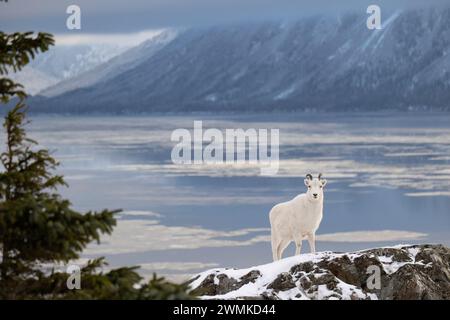 Dall-Schafe (Ovis dalli) im Schnee auf zerklüftetem Küstengelände; Alaska, Vereinigte Staaten von Amerika Stockfoto