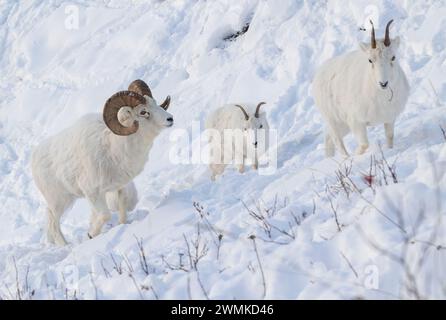 Dall-Schafe (Ovis dalli) Widder und zwei Schafe im Schnee; Alaska, Vereinigte Staaten von Amerika Stockfoto