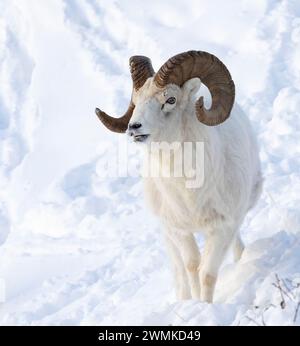 Dall-Schafe (Ovis dalli) Widder mit großen Hörnern im Schnee; Alaska, Vereinigte Staaten von Amerika Stockfoto