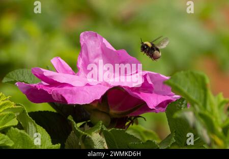 Nahaufnahme einer Hummel, die über einer rosa Blüte schwebt Stockfoto