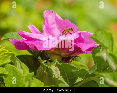 Die Biene ruht auf einer rosa Blüte Stockfoto