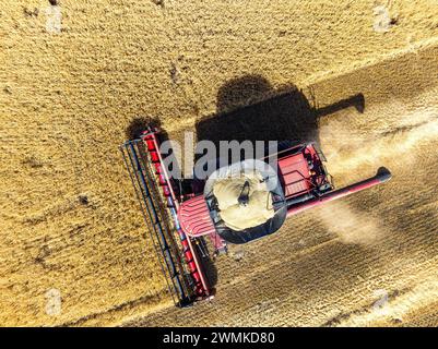 Draufsicht eines Mähdreschers auf einem Getreidefeld bei der Ernte mit vollem Kornbehälter in der Nähe von Beiseker, Alberta, Kanada Stockfoto