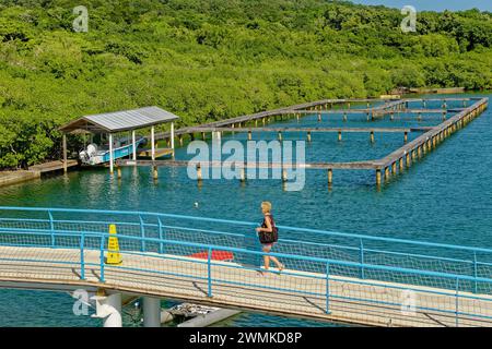 ROATAN, HONDURAS - 23. Januar 2024: Der Hafen von Roatan ist einer von zwei Kreuzfahrthäfen in Roatan. Schätzungsweise 580,000 Besuche Roatan über diesen Hafen jedes Jahr Stockfoto