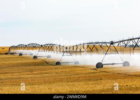 Große Bewässerungsanlagen auf Rädern, die ein Getreidefeld bewässern, östlich von Calgary, Alberta, Kanada Stockfoto