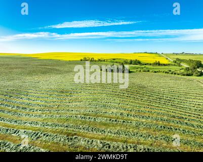 Luftaufnahme eines grünen Schnittfeldes mit einem blühenden Rapsfeld im Hintergrund mit blauem Himmel und Wolken, nördlich von Calgary, Alberta; Alberta, Kanada Stockfoto