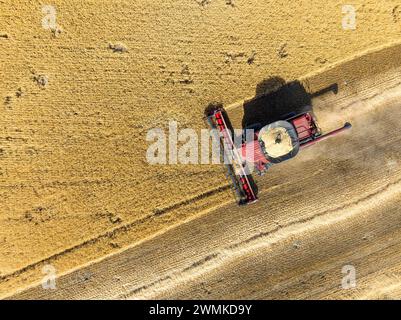 Draufsicht eines Mähdreschers auf einem Getreidefeld bei der Ernte mit vollem Kornbehälter in der Nähe von Beiseker, Alberta, Kanada Stockfoto